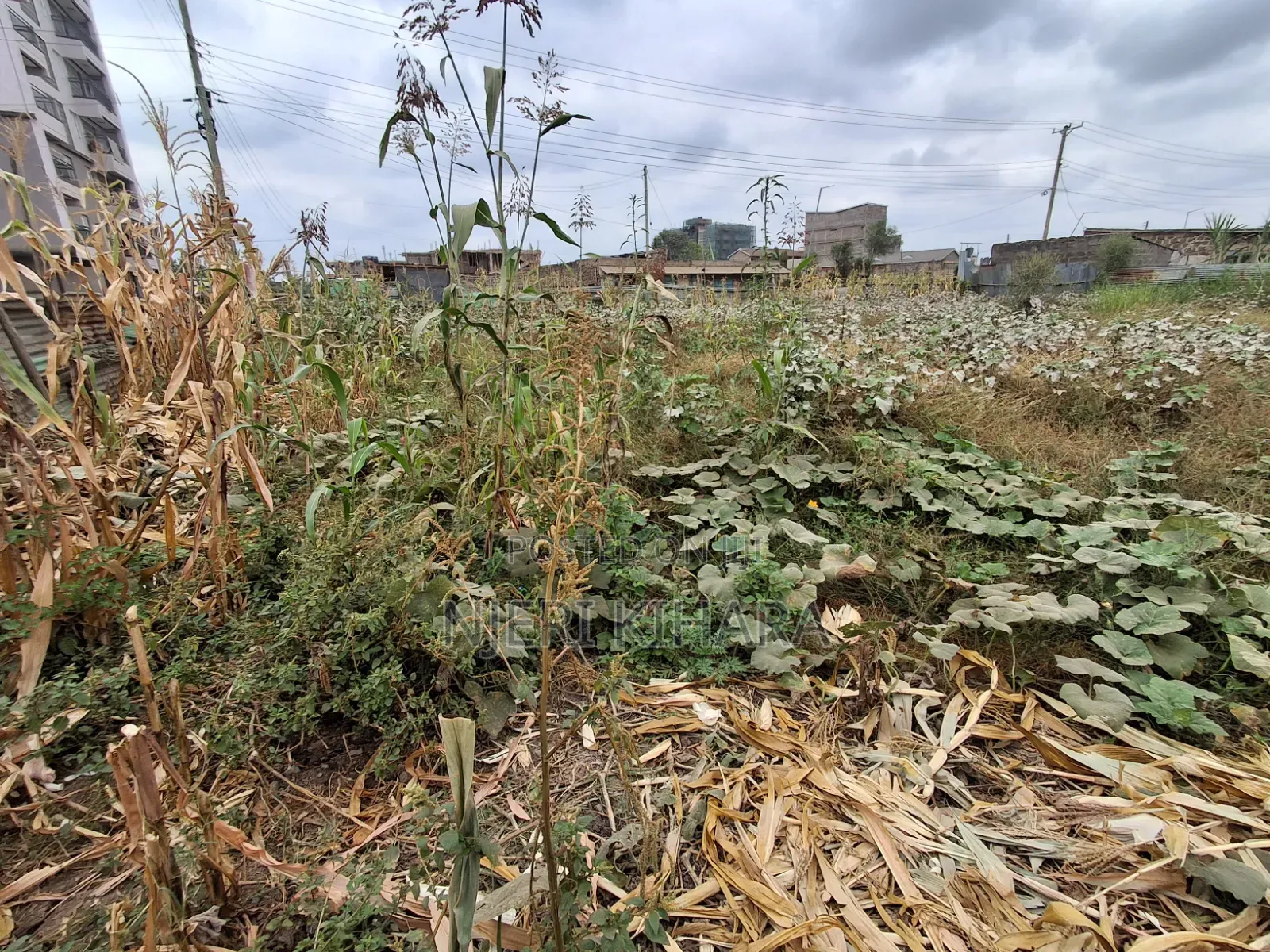 50 By 80 Prime Land In Mwihoko
