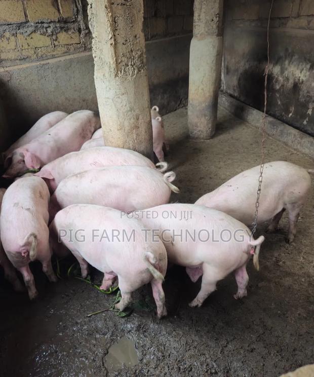 Qlassical Pig Farm