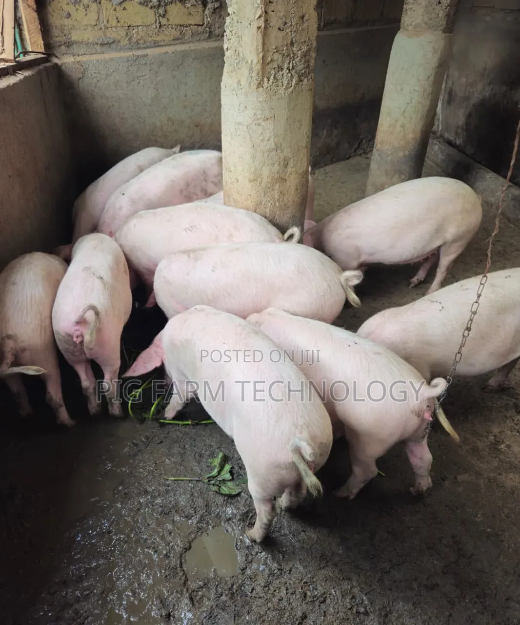 Qlassical Pig Farm