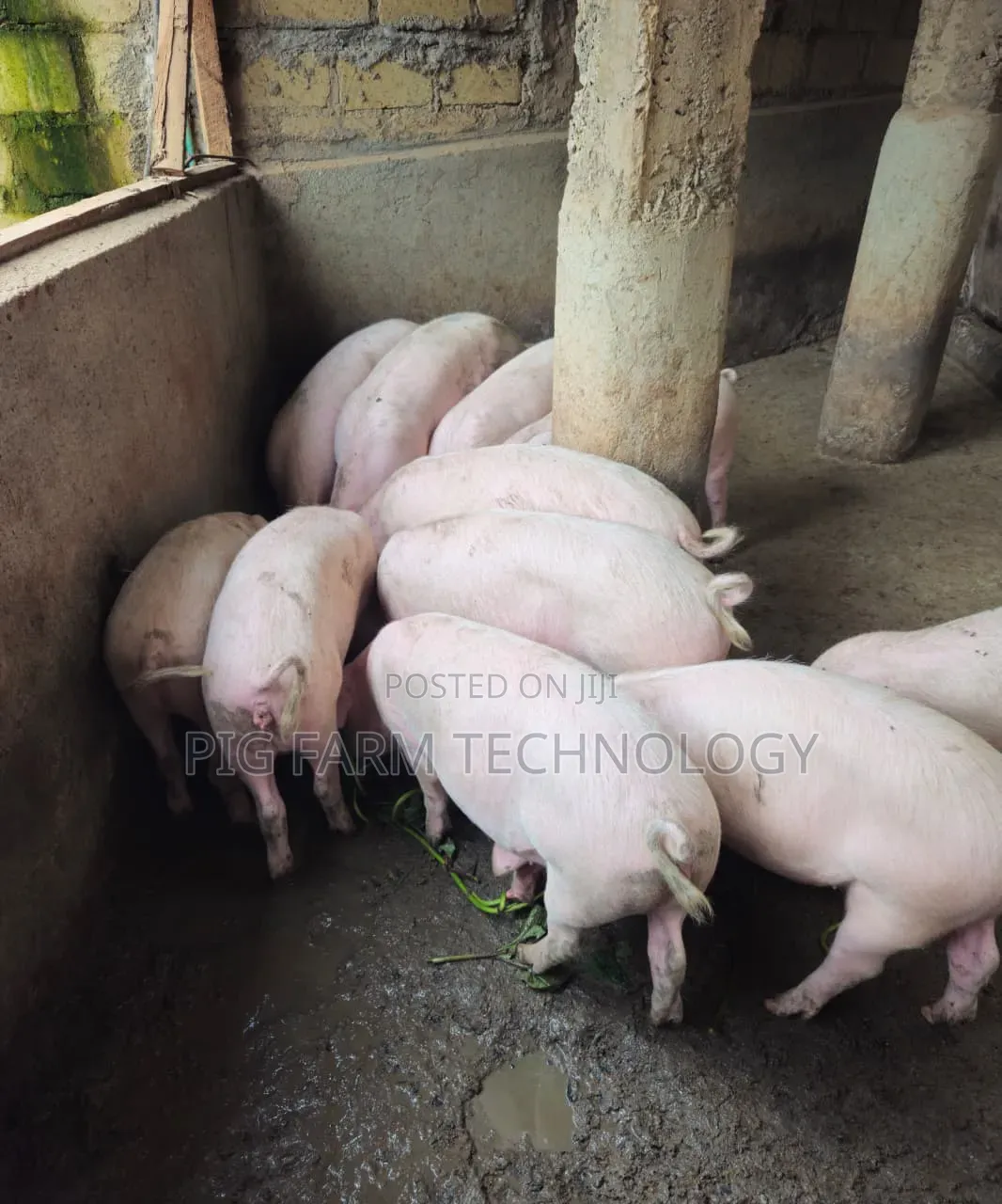 Qlassical Pig Farm