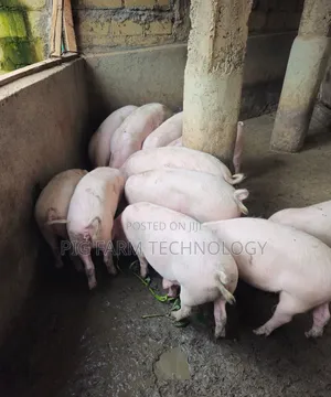 Qlassical Pig Farm
