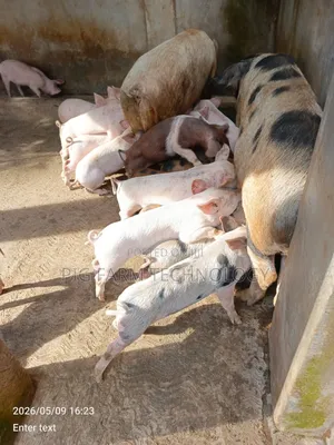 Qlassical Pig Farm
