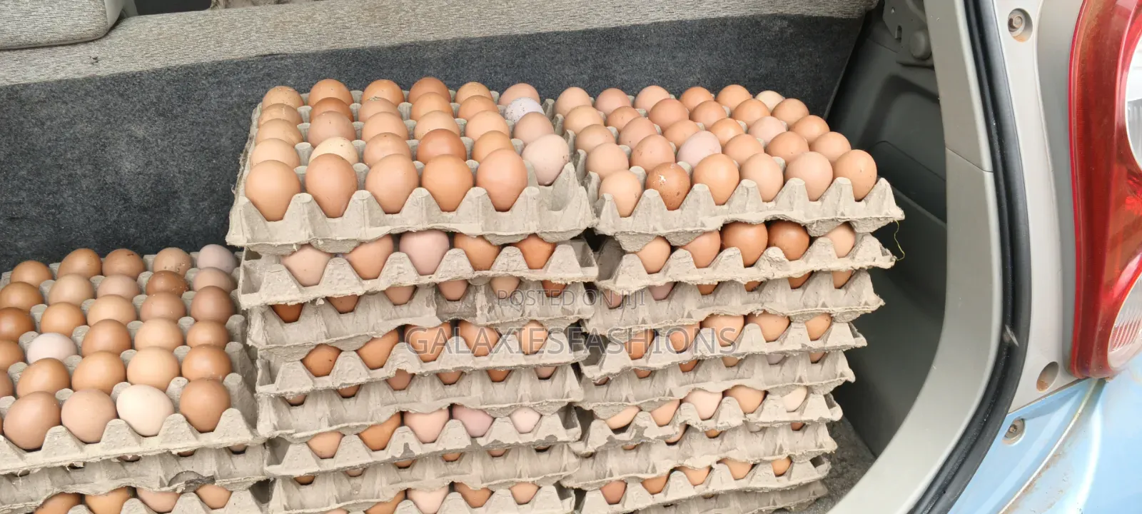 Fresh Eggs