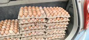 Fresh Eggs