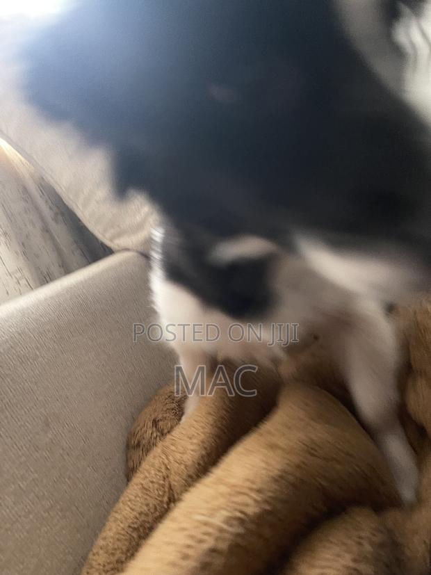 6-12 months Female Mixed Breed Bearded Collie - thumbnail 2