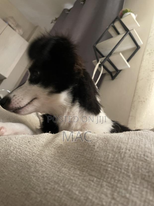 6-12 months Female Mixed Breed Bearded Collie - thumbnail 3