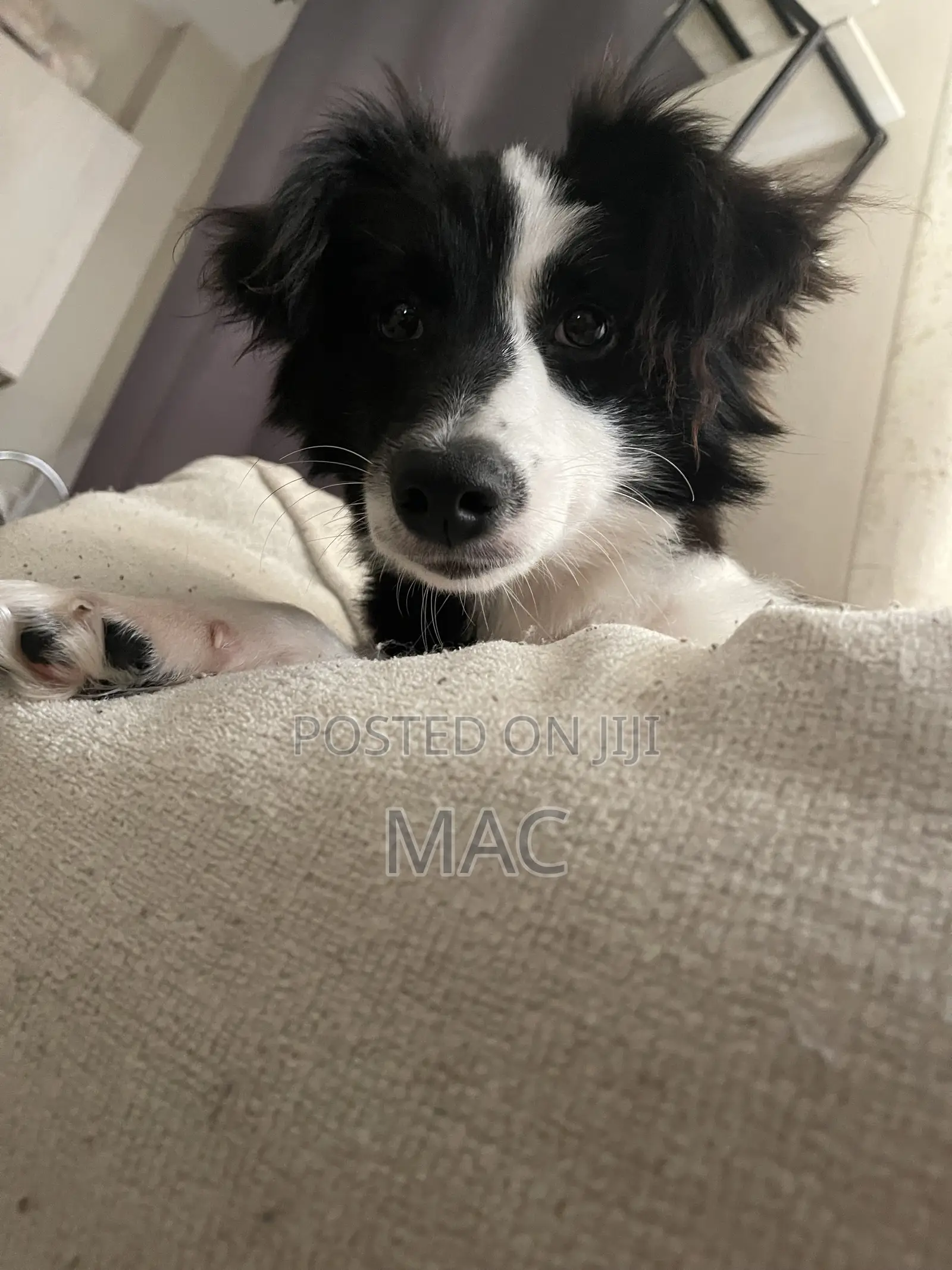 6-12 months Female Mixed Breed Bearded Collie