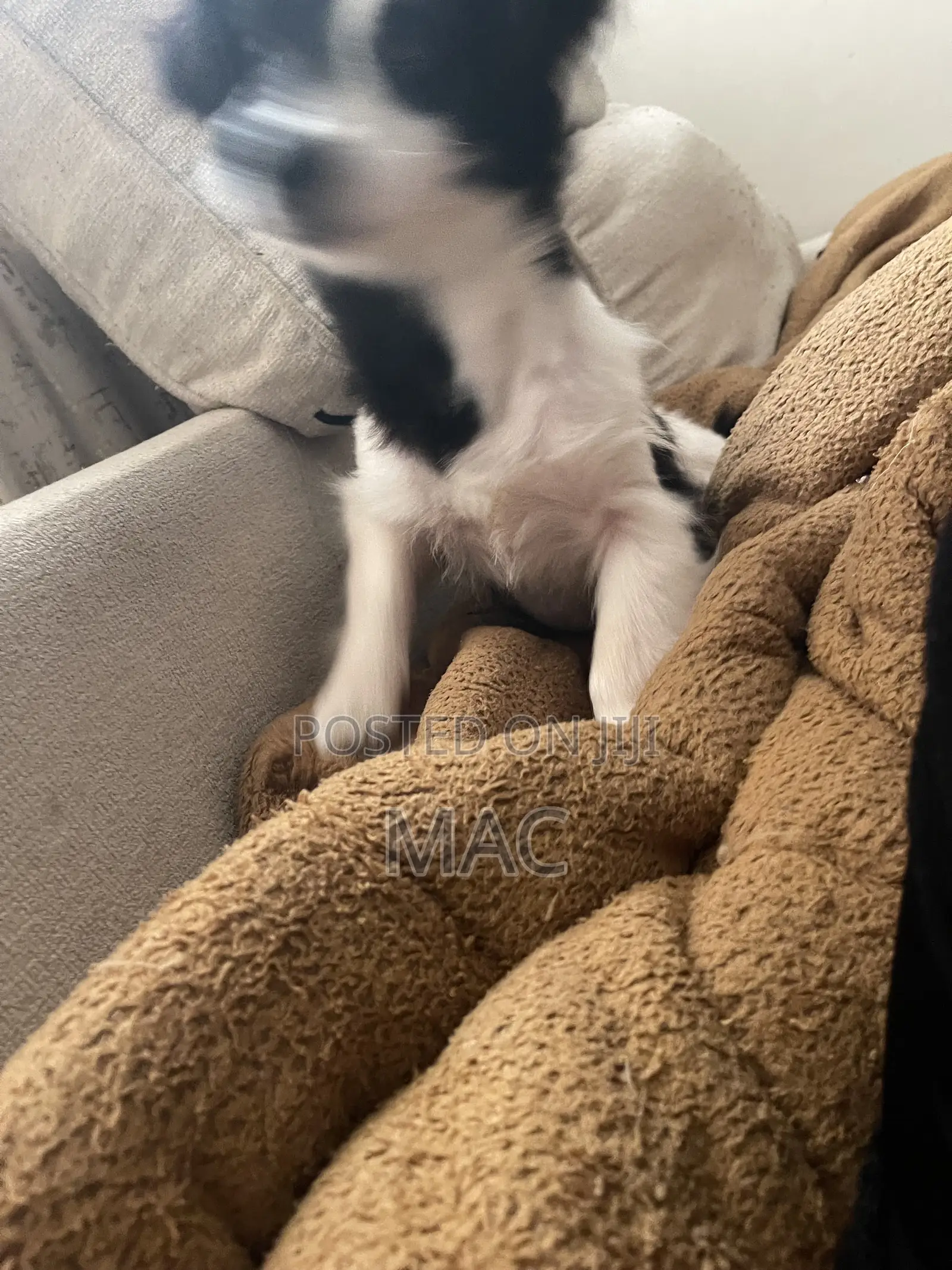 6-12 months Female Mixed Breed Bearded Collie