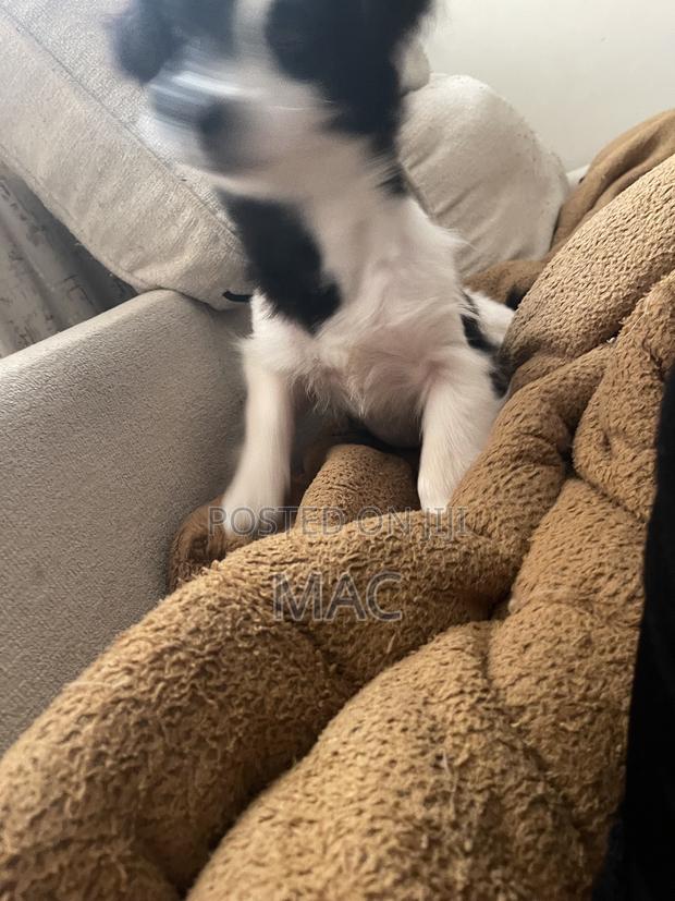 6-12 months Female Mixed Breed Bearded Collie - thumbnail 5