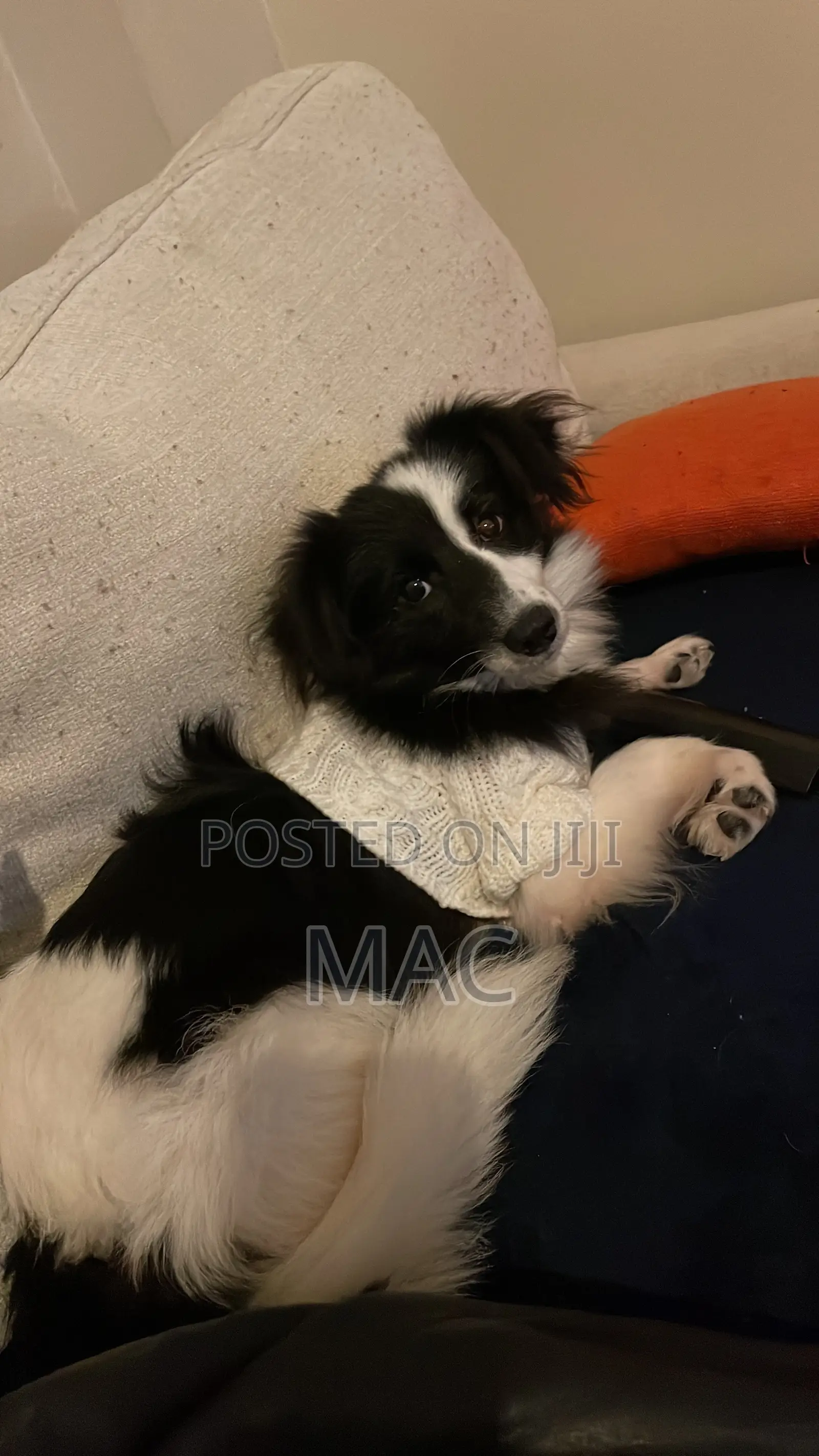 6-12 months Female Mixed Breed Bearded Collie