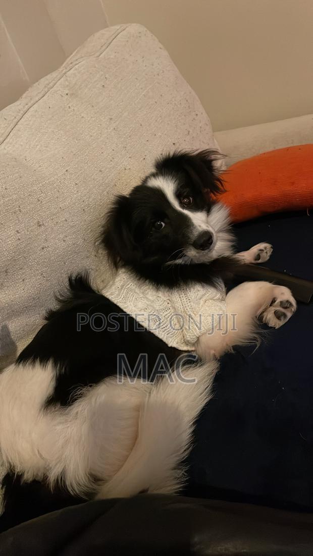 6-12 months Female Mixed Breed Bearded Collie