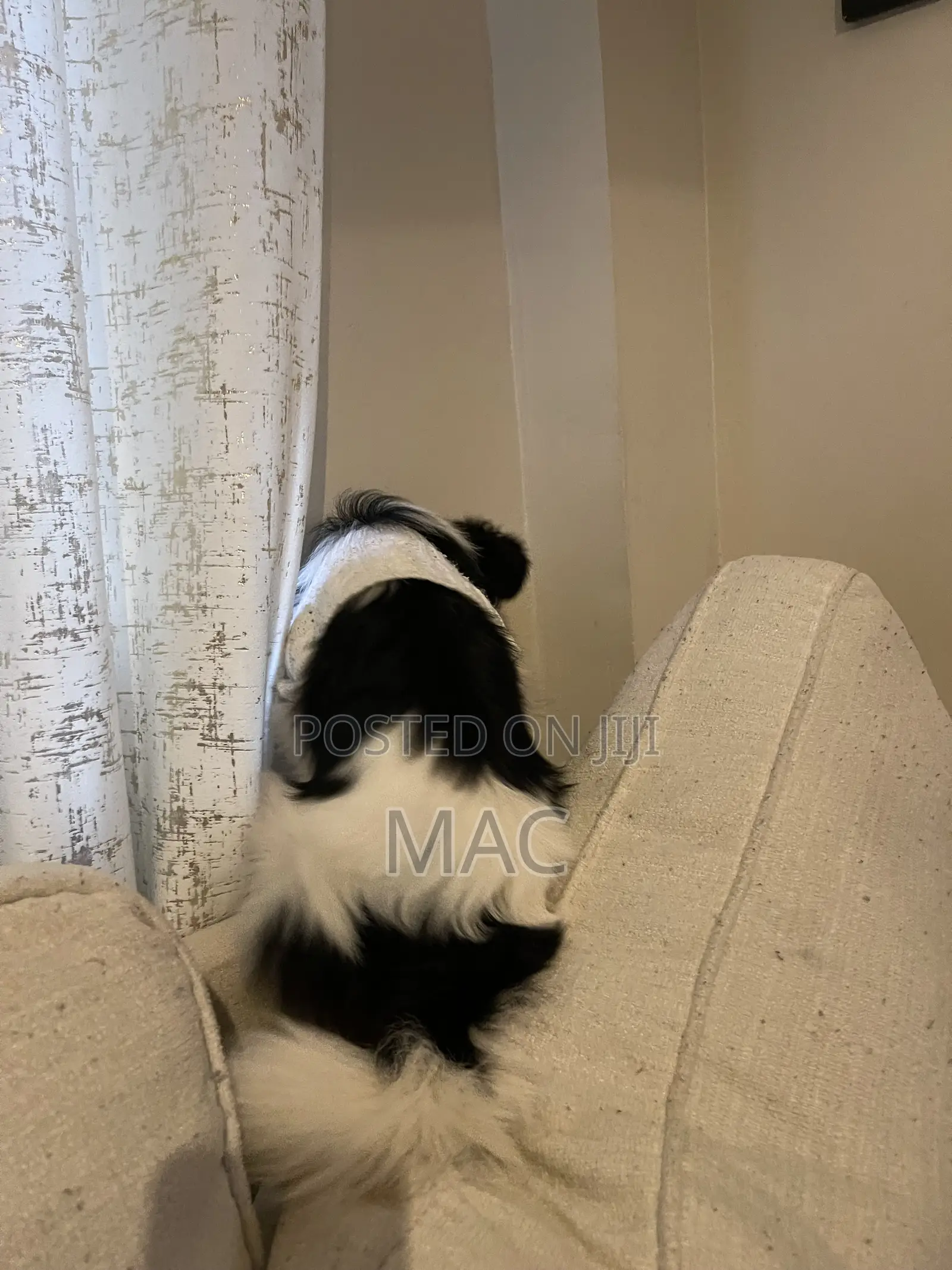 6-12 months Female Mixed Breed Bearded Collie