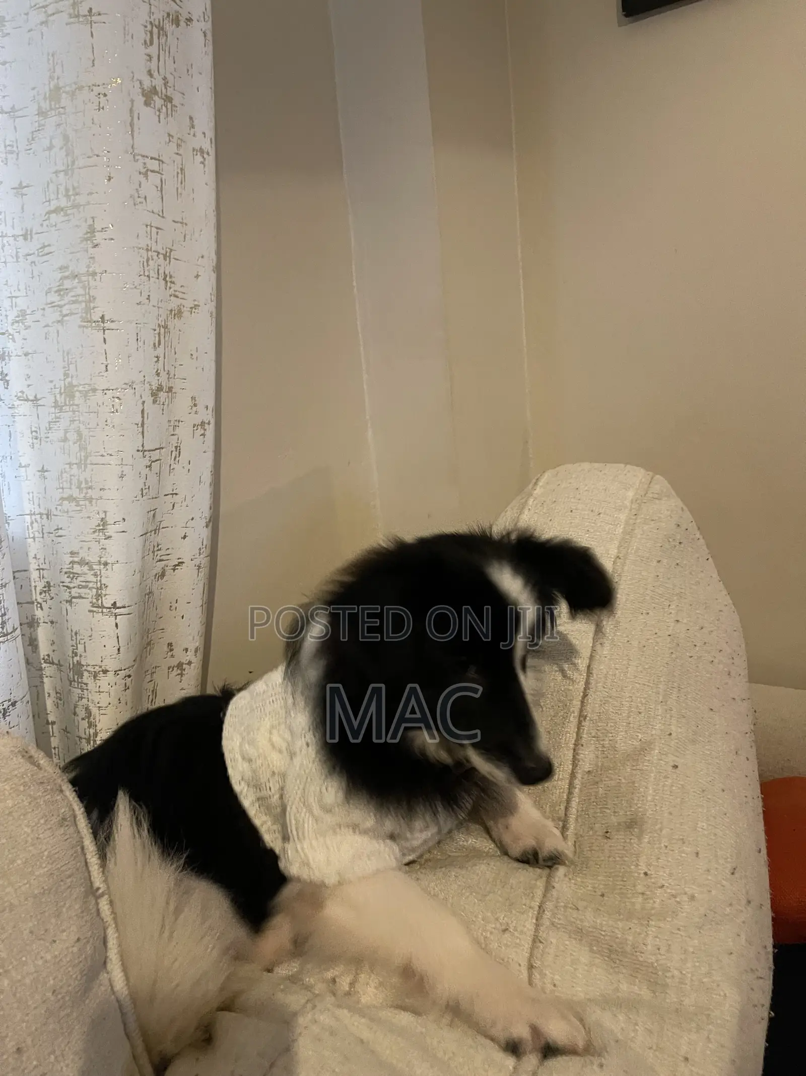 6-12 months Female Mixed Breed Bearded Collie