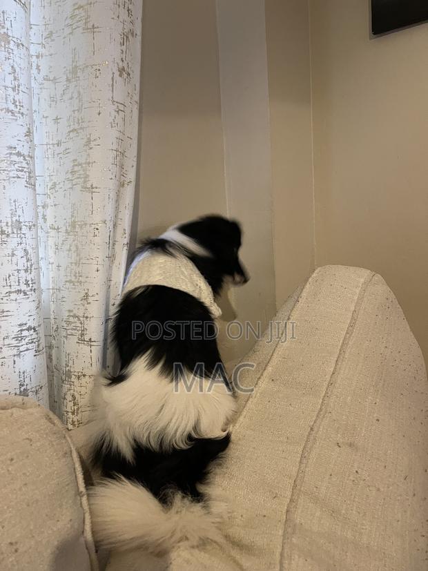6-12 months Female Mixed Breed Bearded Collie - thumbnail 8
