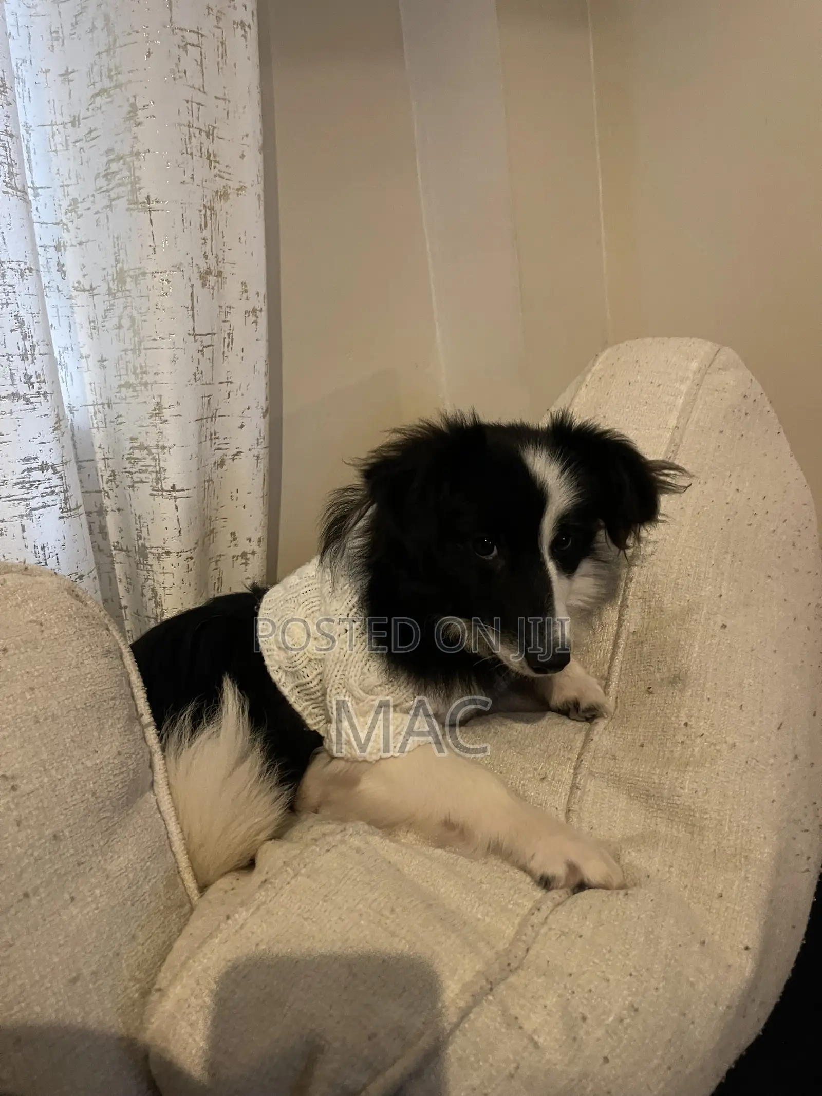 6-12 months Female Mixed Breed Bearded Collie