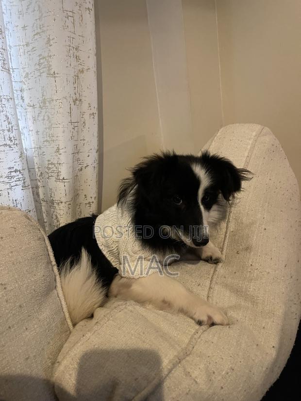 6-12 months Female Mixed Breed Bearded Collie - thumbnail 9