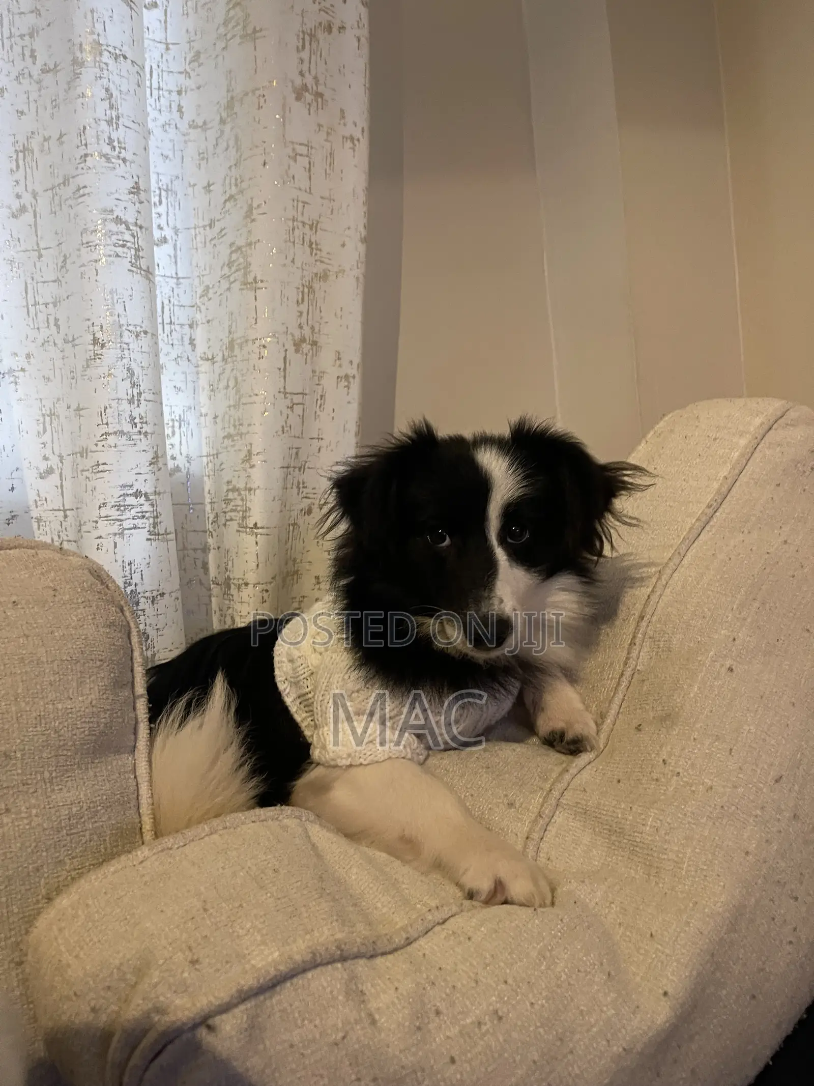 6-12 months Female Mixed Breed Bearded Collie