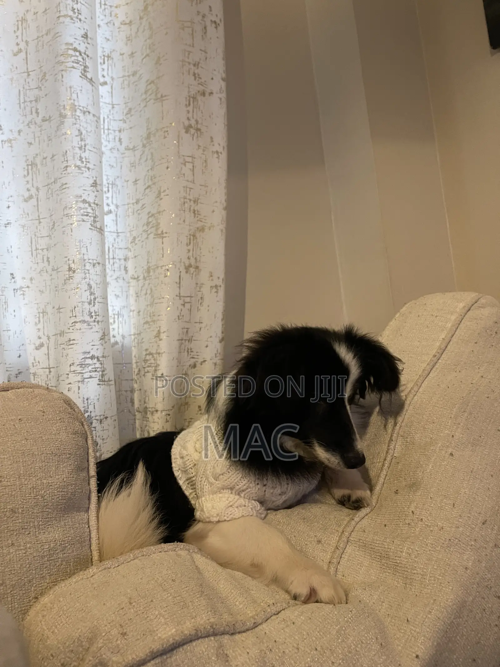 6-12 months Female Mixed Breed Bearded Collie