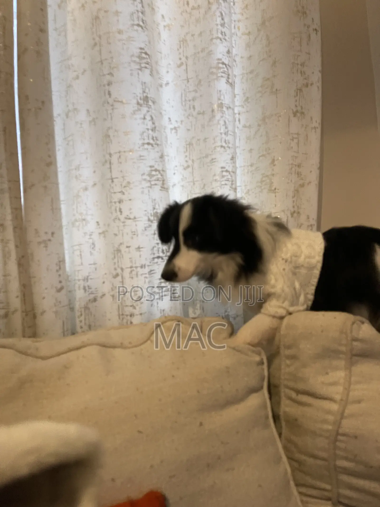 6-12 months Female Mixed Breed Bearded Collie