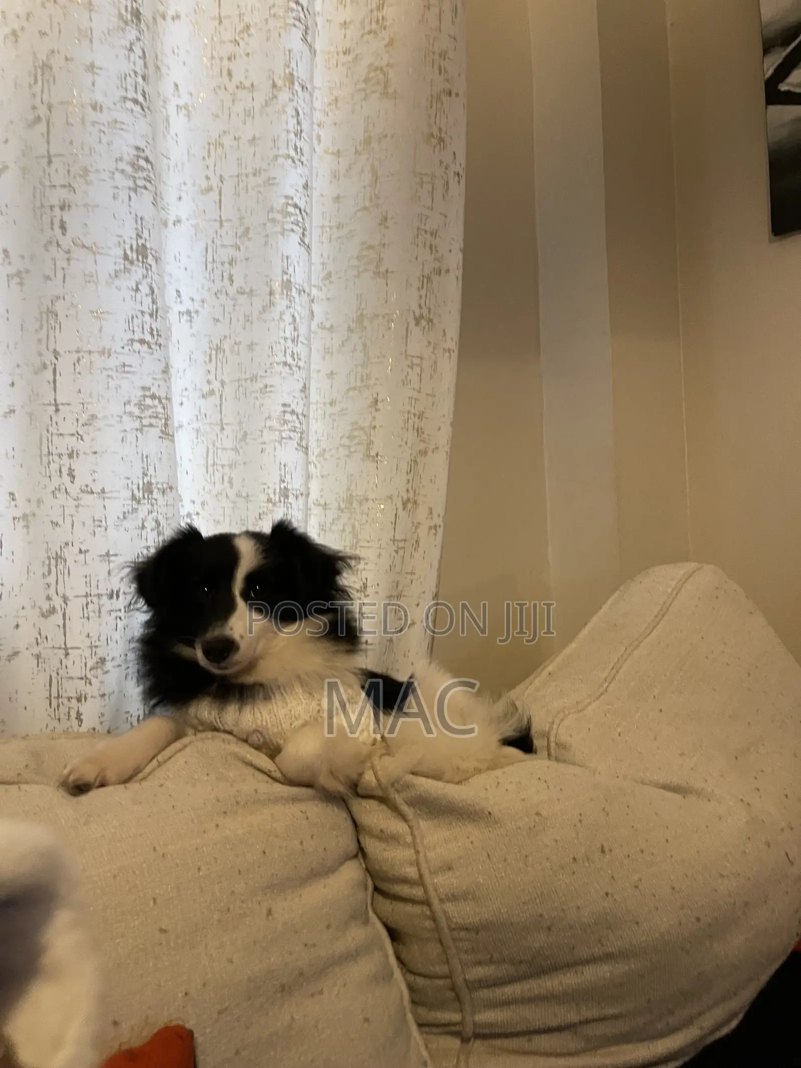 6-12 months Female Mixed Breed Bearded Collie