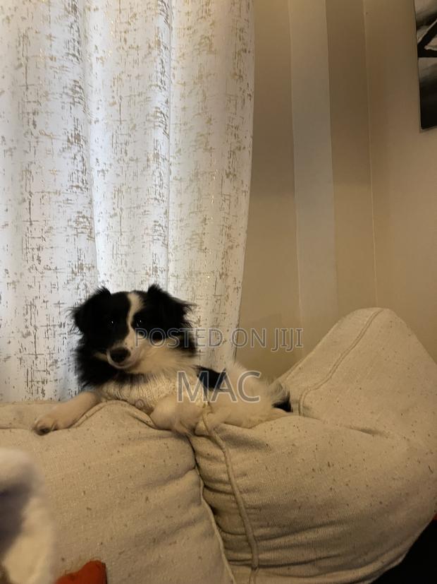 6-12 months Female Mixed Breed Bearded Collie - thumbnail 13