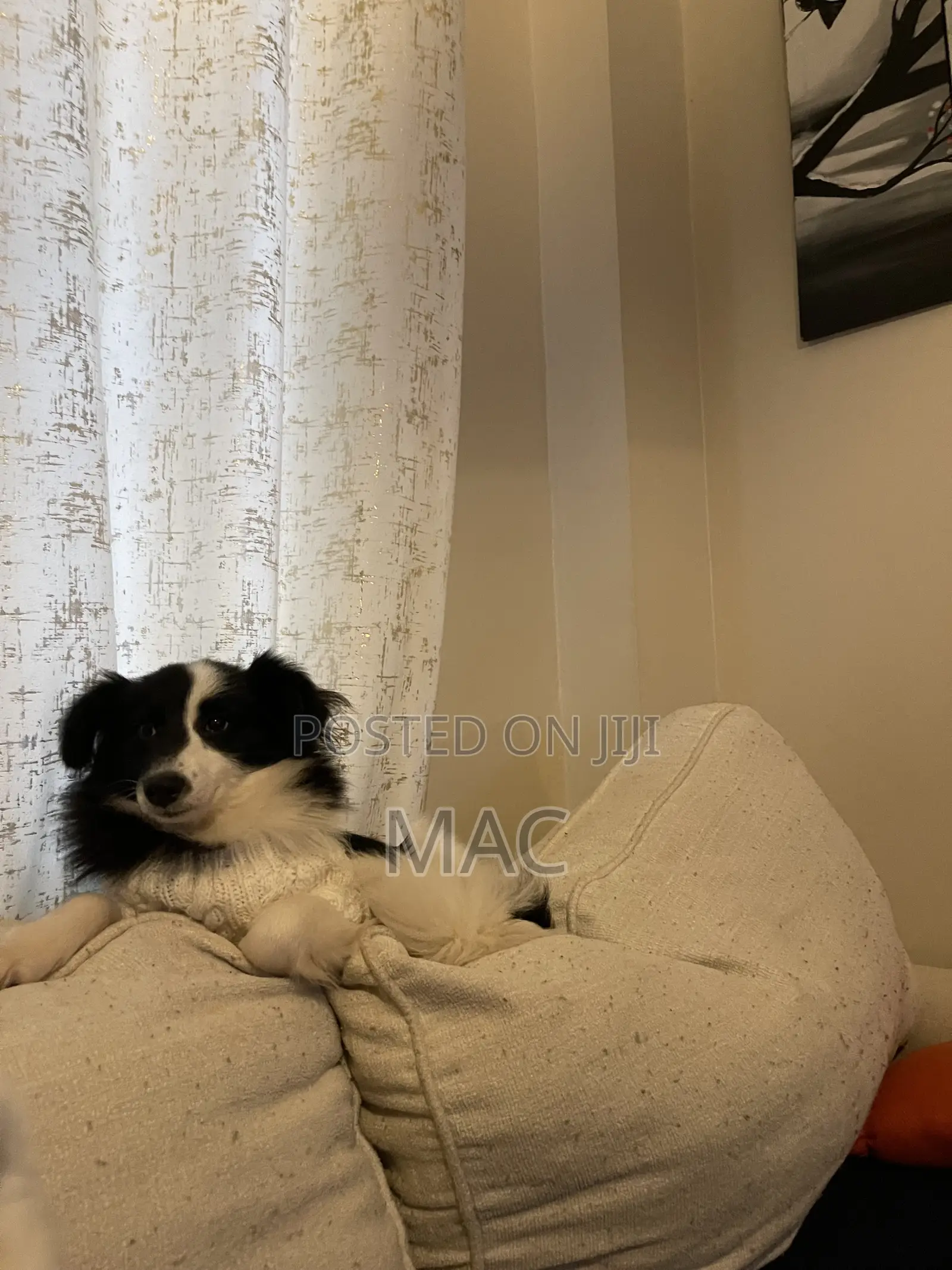 6-12 months Female Mixed Breed Bearded Collie