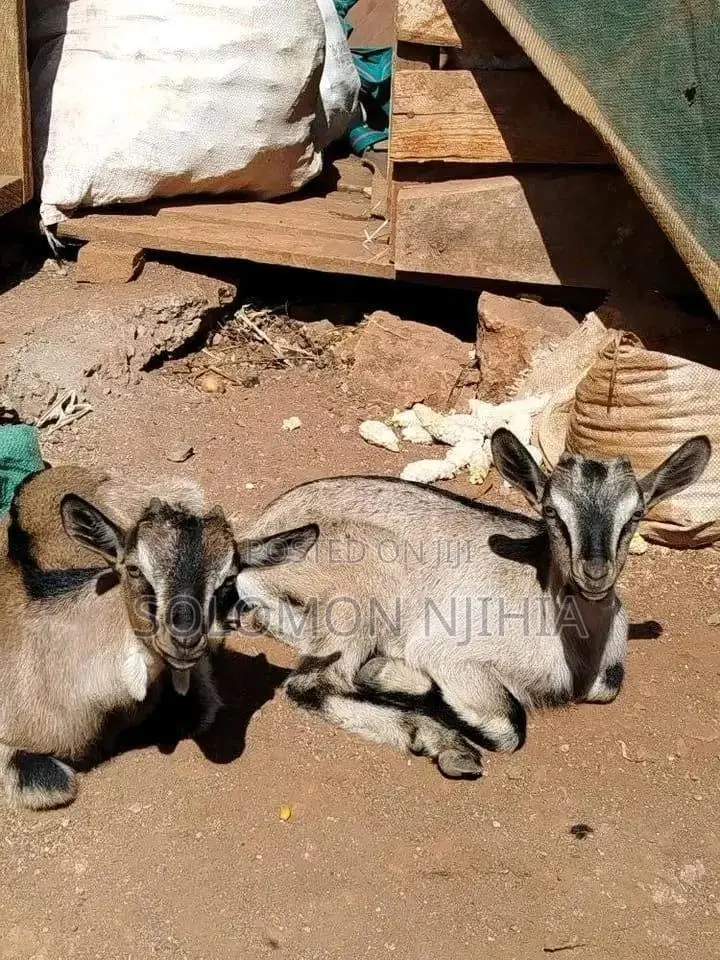 British and German Alpine Female Dairy Goats
