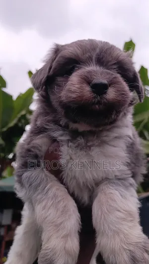 1-3 months Male Purebred Havanese