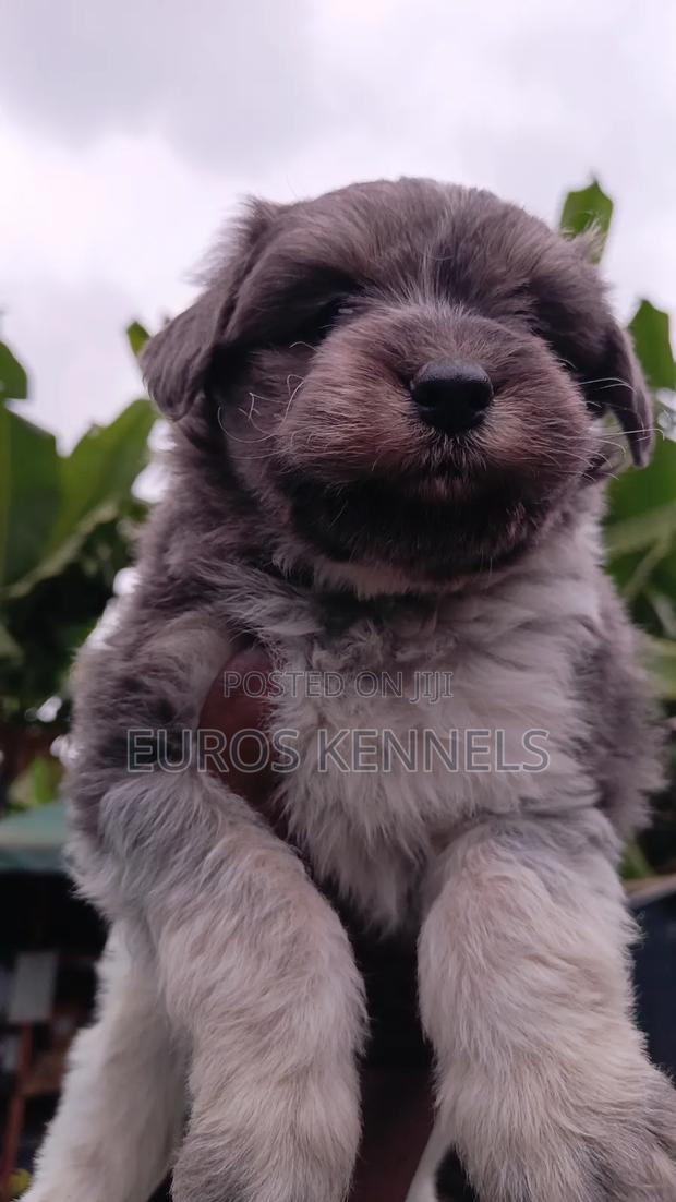 1-3 months Male Purebred Havanese