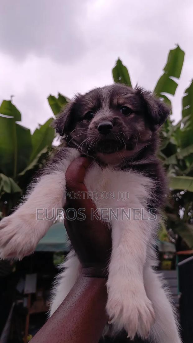1-3 months Male Purebred Havanese - thumbnail 2