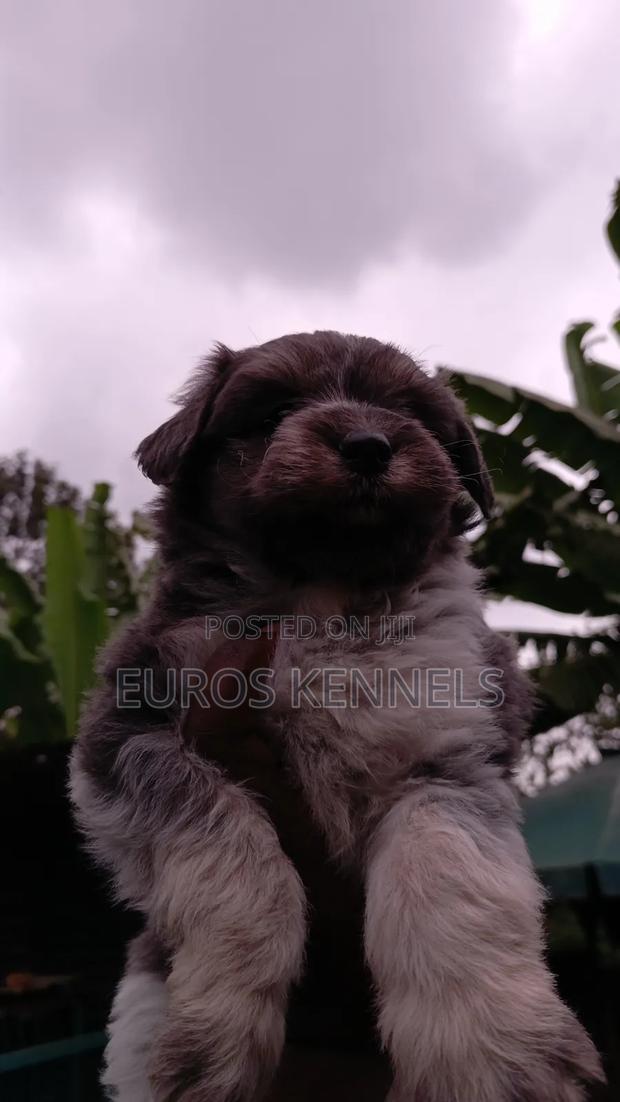 1-3 months Male Purebred Havanese - thumbnail 3