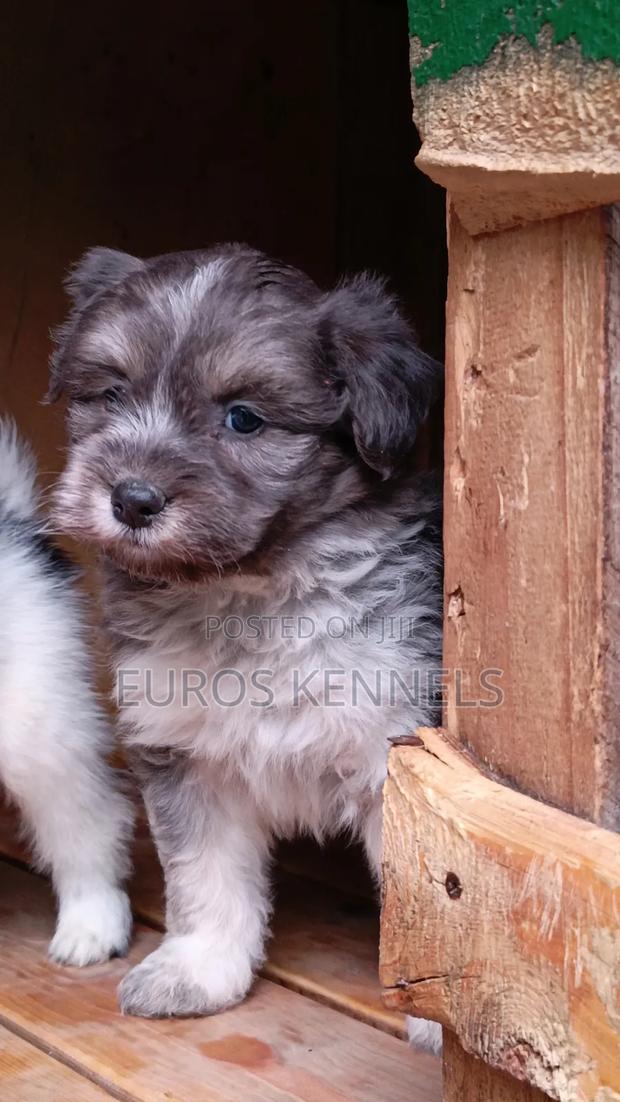 1-3 months Male Purebred Havanese - thumbnail 4