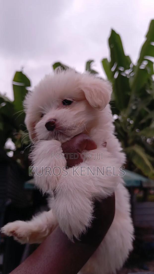 1-3 months Female Purebred Havanese