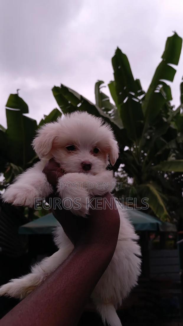 1-3 months Female Purebred Havanese - thumbnail 2