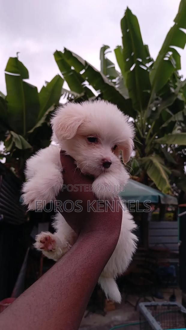 1-3 months Female Purebred Havanese - thumbnail 3