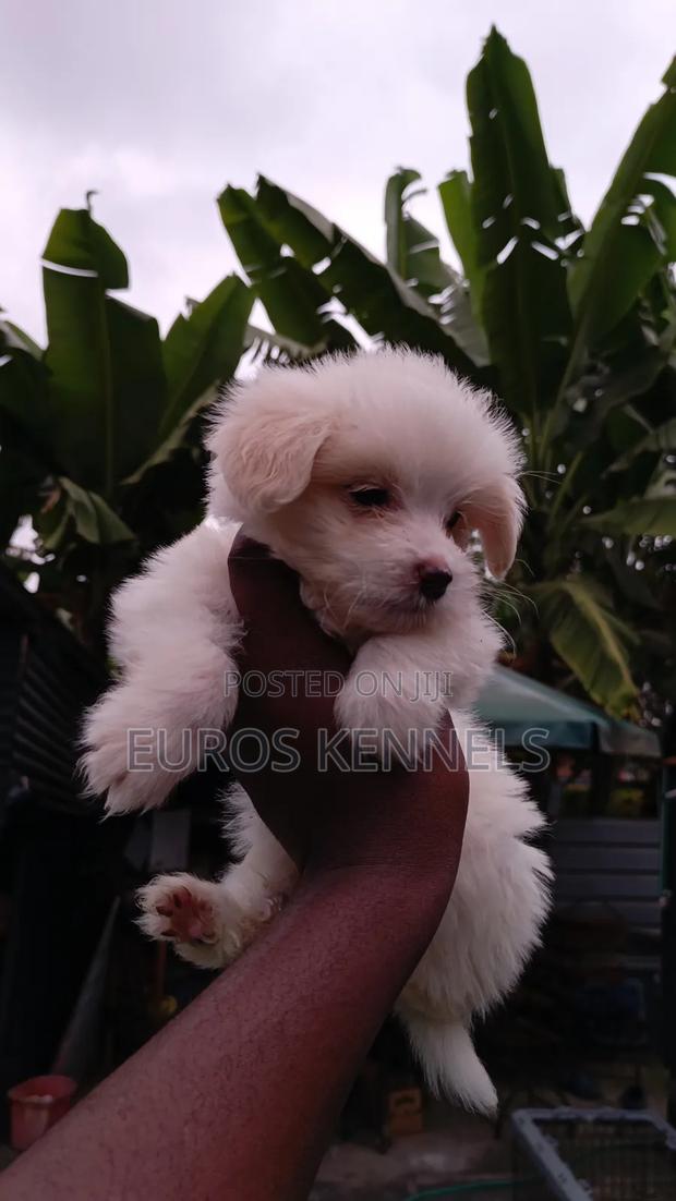 1-3 months Female Purebred Havanese - thumbnail 4