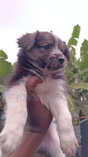 1-3 months Female Purebred Havanese