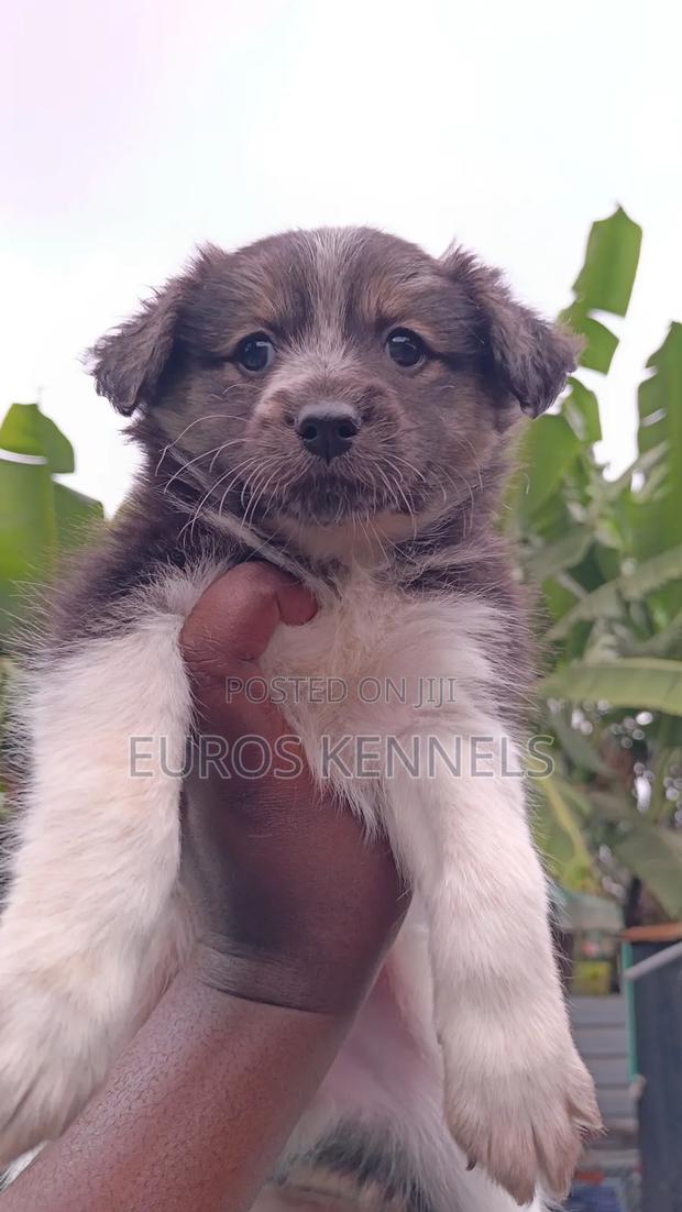 1-3 months Female Purebred Havanese - thumbnail 2