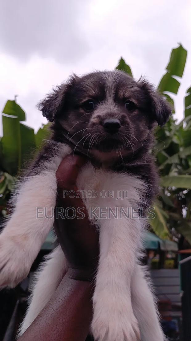 1-3 months Female Purebred Havanese - thumbnail 3