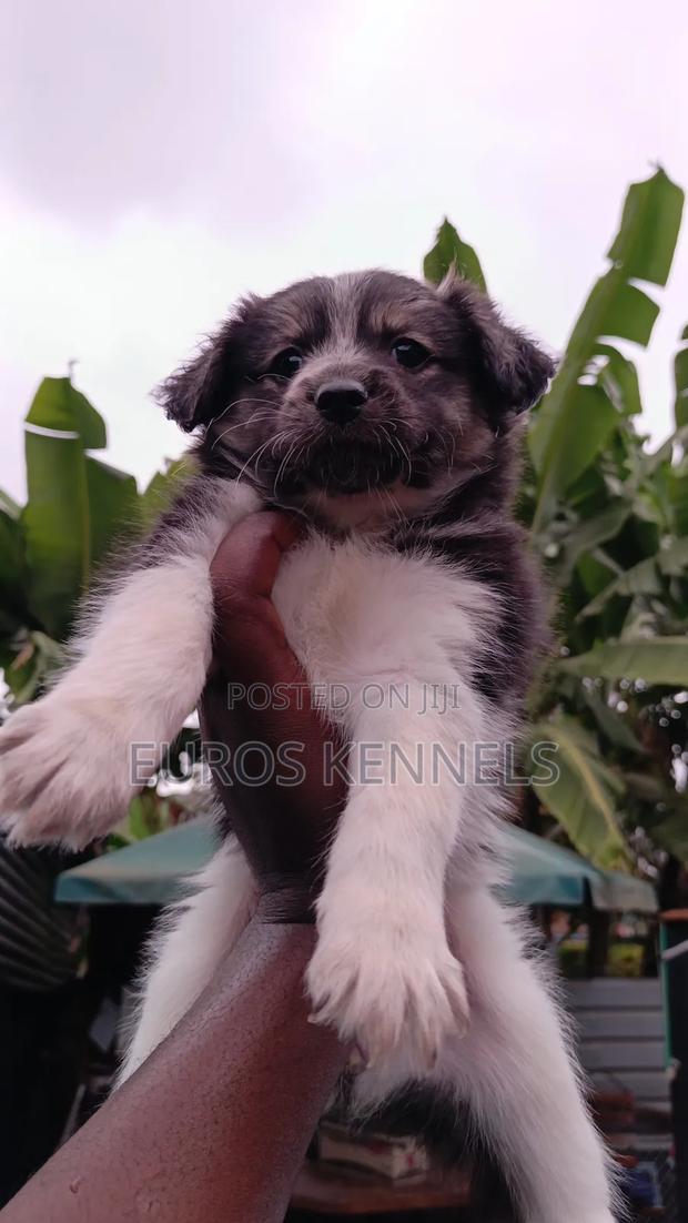 1-3 months Female Purebred Havanese - thumbnail 4