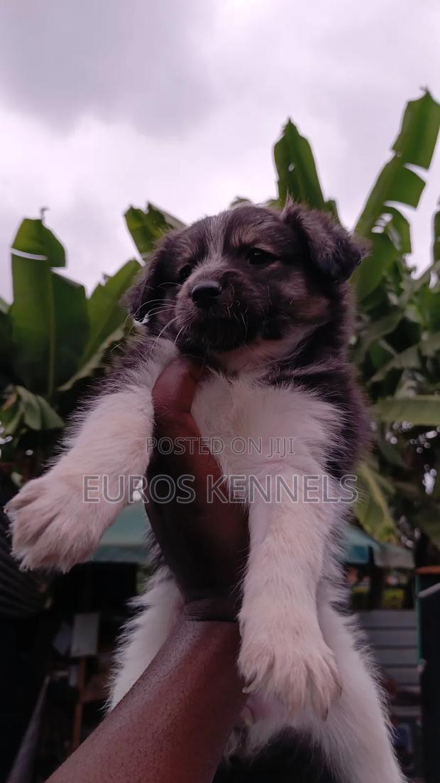1-3 months Female Purebred Havanese - thumbnail 5