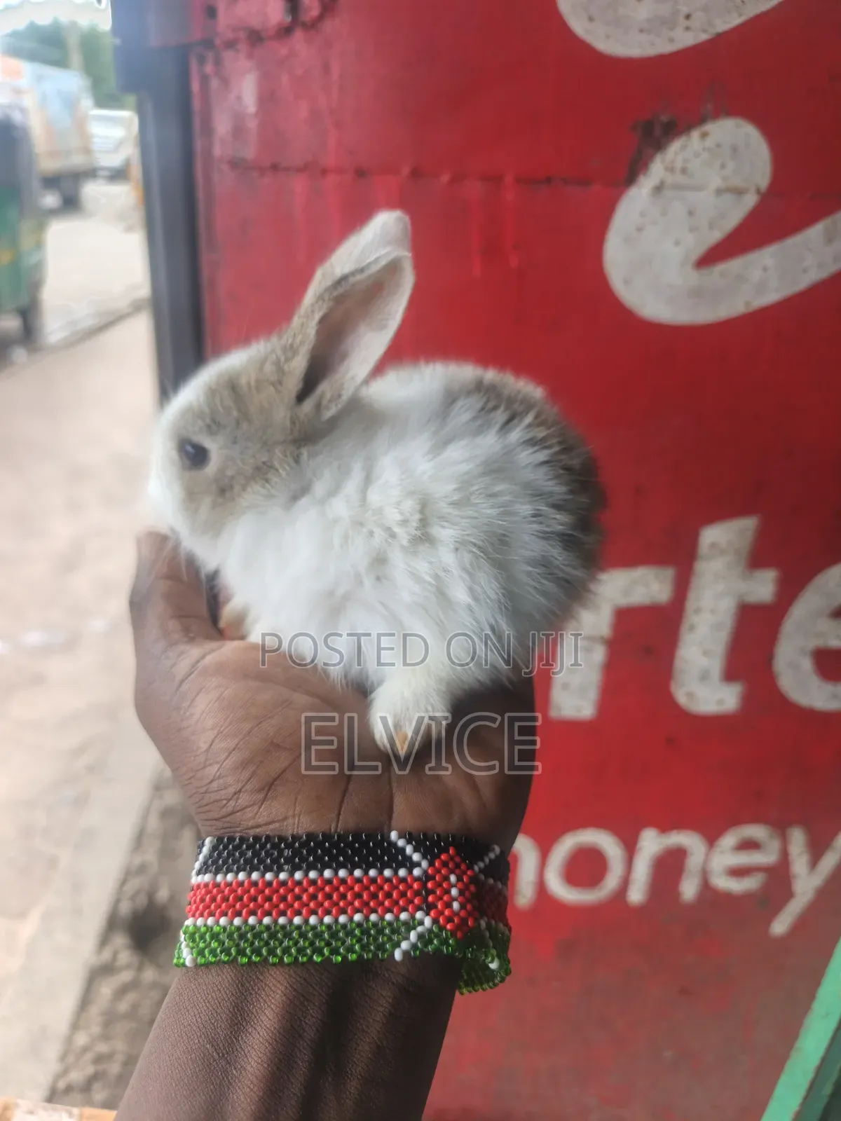 Rabbits and Bunnies