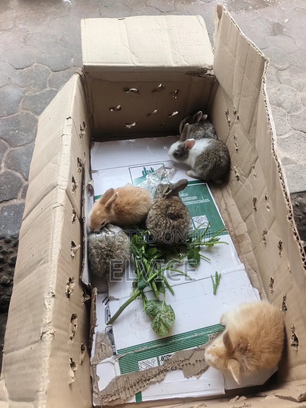 Rabbits and Bunnies