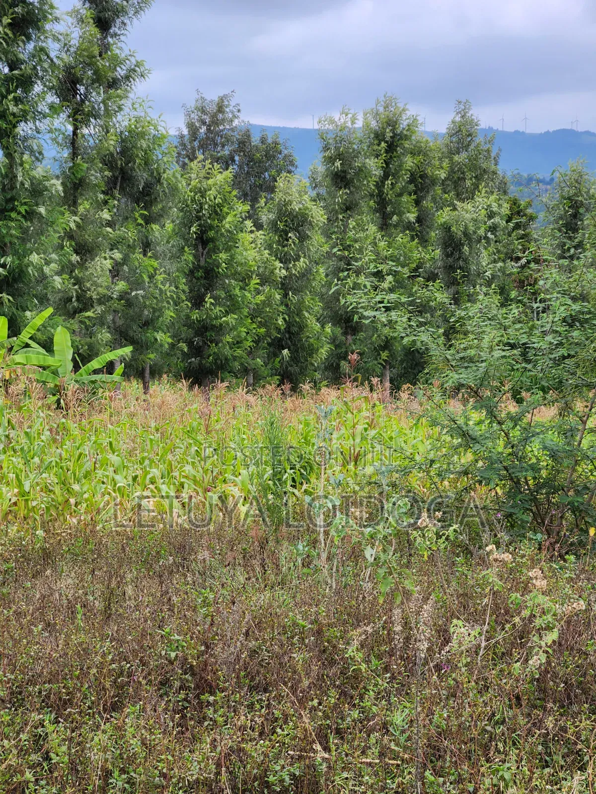 1⁄4 Acre Plots Ngong-Olkeri