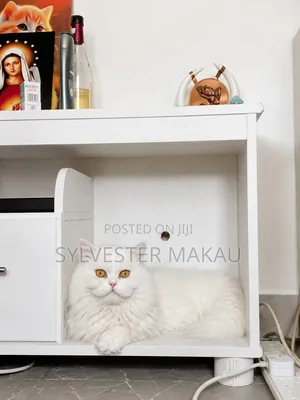 6-12 months Male Purebred Persian