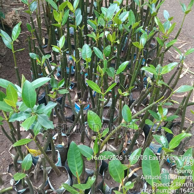Mangrove Seedlings