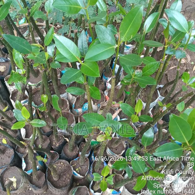 Mangrove Seedlings - thumbnail 2