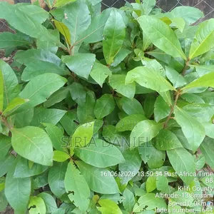 Indian Almond Seedlings
