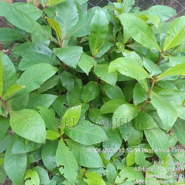 Indian Almond Seedlings - thumbnail 2