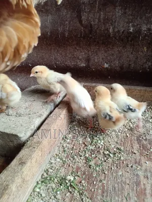 Serema Chicks